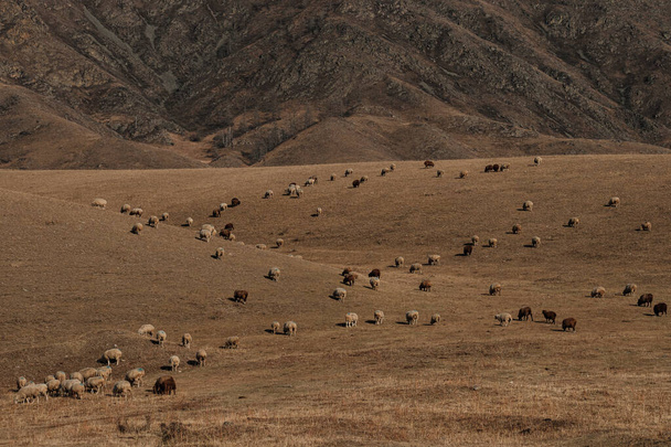 Les moutons élevés en troupeau profitent du pâturage des prairies sèches sur les pentes de la colline
 - Photo, image