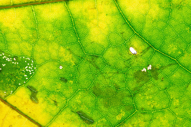 葉の質感の背景。アブストラクトは熱帯パターンを残す。夏 - 写真・画像