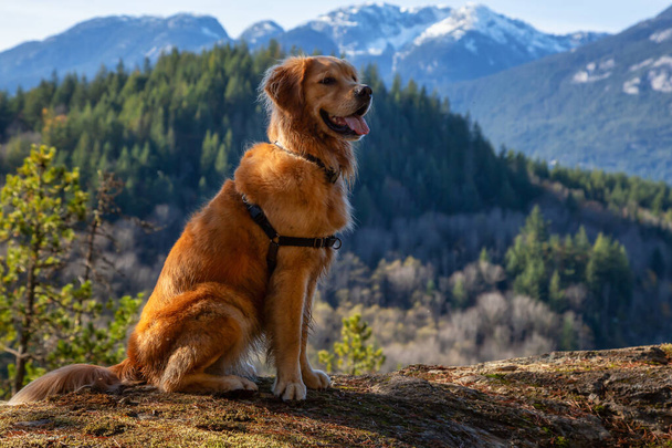 Golden Retriever sitting by a cliff with a beautiful Canadian Mountain Landscape in background during a sunny day. Taken in Squamish, North of Vancouver, British Columbia, Canada. - Foto, Imagem