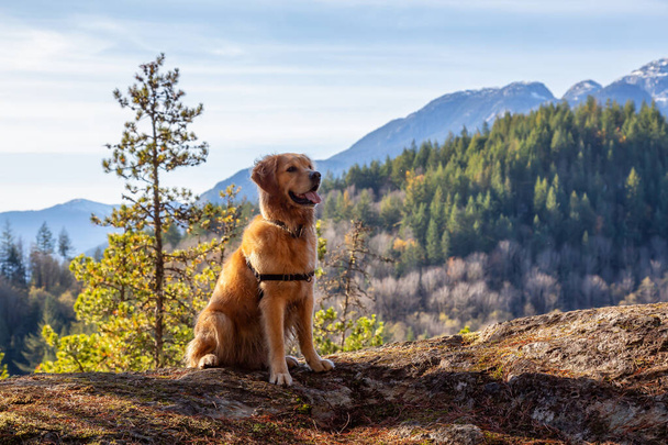 Golden Retriever sitting by a cliff with a beautiful Canadian Mountain Landscape in background during a sunny day. Taken in Squamish, North of Vancouver, British Columbia, Canada. - Zdjęcie, obraz