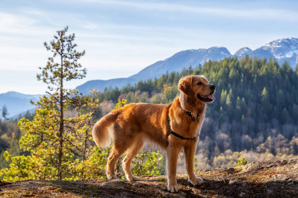 Golden Retriever sitting by a cliff with a beautiful Canadian Mountain Landscape in background during a sunny day. Taken in Squamish, North of Vancouver, British Columbia, Canada. - Fotografie, Obrázek