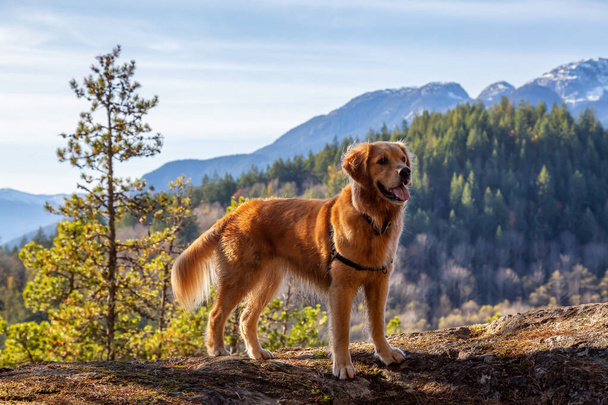 Golden Retriever sitting by a cliff with a beautiful Canadian Mountain Landscape in background during a sunny day. Taken in Squamish, North of Vancouver, British Columbia, Canada. - Фото, изображение