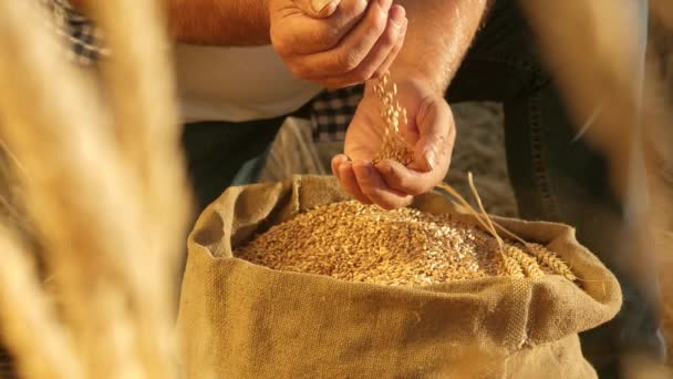 Las manos de los agricultores vierten granos de trigo en una bolsa con espigas. Cosechando cereales. Un agrónomo observa la calidad del grano. Hombre de negocios comprueba la calidad del trigo. concepto de agricultura. primer plano. - Imágenes, Vídeo