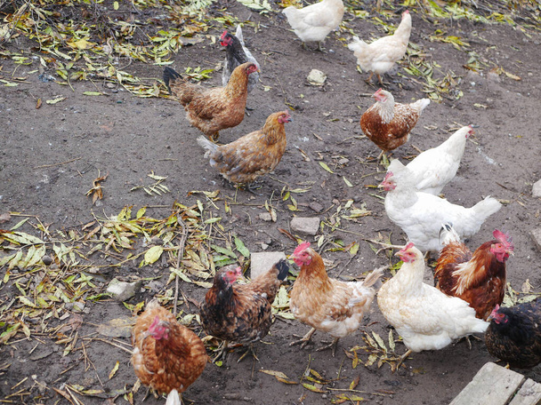 Tavuk çiftliği kazları. Kazlar. Köydeki kümes hayvanları deposunda. Tavuklar ve kazlar temiz havada yürür. hayvanlı çiftlik  - Fotoğraf, Görsel