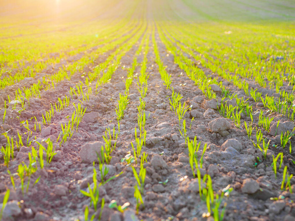 Spruiten van een gewas in een veld bij zonsondergang. Jonge scheuten op het veld bij zonsondergang. Groen gras close-up. Oogst- en landbouwconcept - Foto, afbeelding