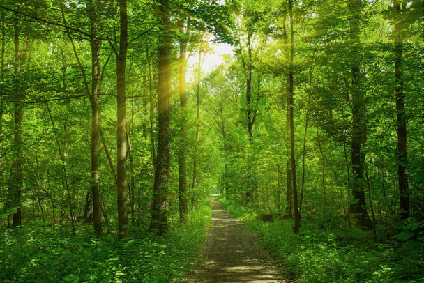 Πανόραμα ενός όμορφου δάσους στην ανατολή του ηλίου - Φωτογραφία, εικόνα