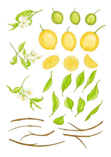 レモンの木の枝 - ベクター画像