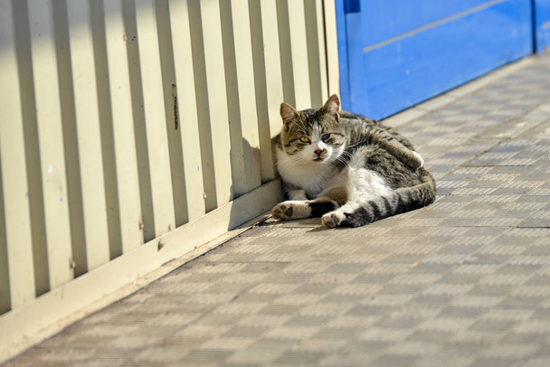 Um gato cinza zangado jaz na cerca amarela
. - Foto, Imagem