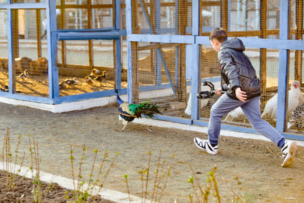 A guy photographer takes a video of a running peacock on camera. - Foto, Bild