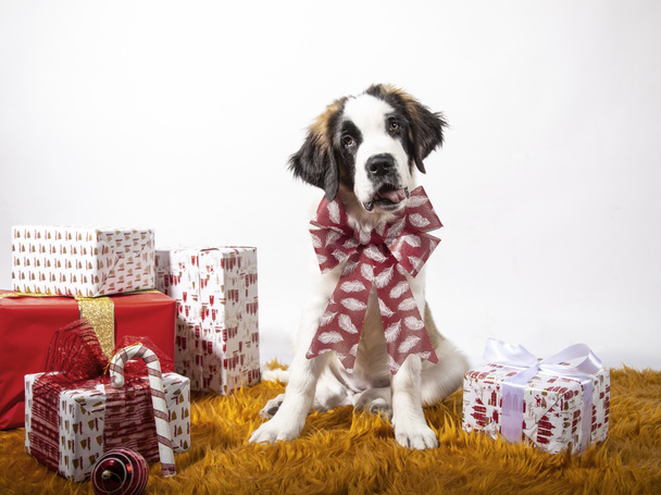 Adorable 4-month-old St Bernard puppy sitting looking at camera with Christmas bow surrounded by paper-wrapped gift boxes. Festive background, Christmas concept. Copy space - Photo, Image