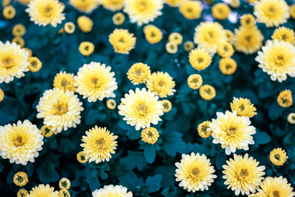 Цветущие желтые и белые хризантемы против зеленых
 - Фото, изображение