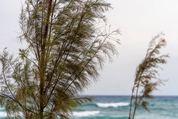 Дерево в ветреную погоду возле моря во время шторма
 - Фото, изображение