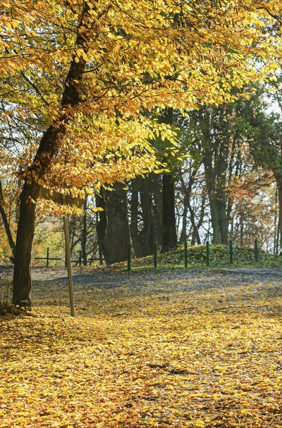 Autumn park with golden leaves on the ground. - Valokuva, kuva