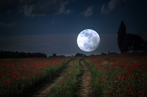 Moonrise over wild flower veld - Foto, afbeelding