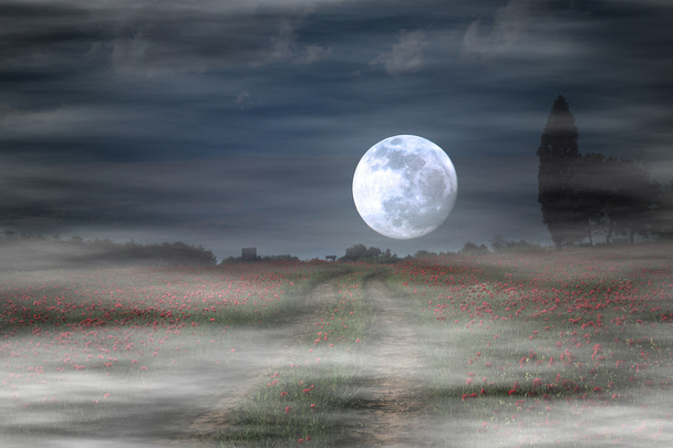Lever de lune sur un champ de fleurs sauvages
 - Photo, image
