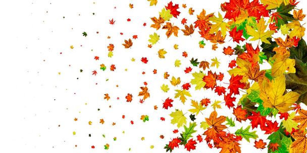 Autumn leaves falling. Season pattern isolated on white background. Thanksgiving concept - Photo, Image