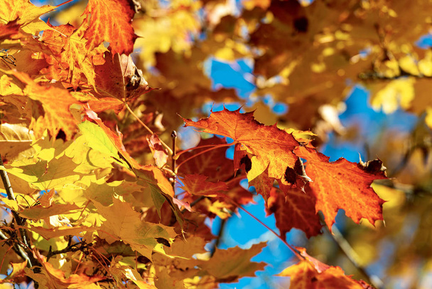 Hojas rojas anaranjadas y amarillas de un arce en otoño
 - Foto, imagen