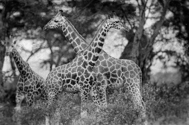 Girafas no Parque Nacional do Lago Nakuru, Quênia
 - Foto, Imagem