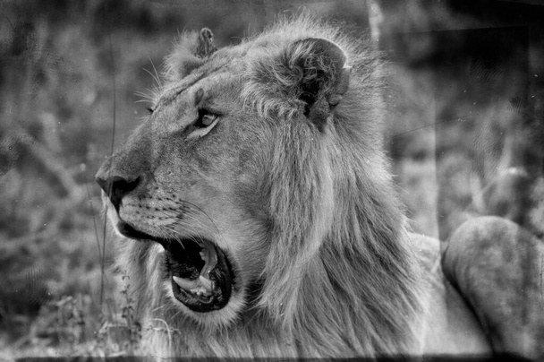 Lion dans le parc national Maasai Mara, Kenya
 - Photo, image