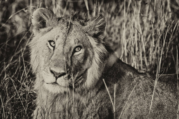 Kenya 'daki Maasai Mara Ulusal Parkı' nda aslan. - Fotoğraf, Görsel