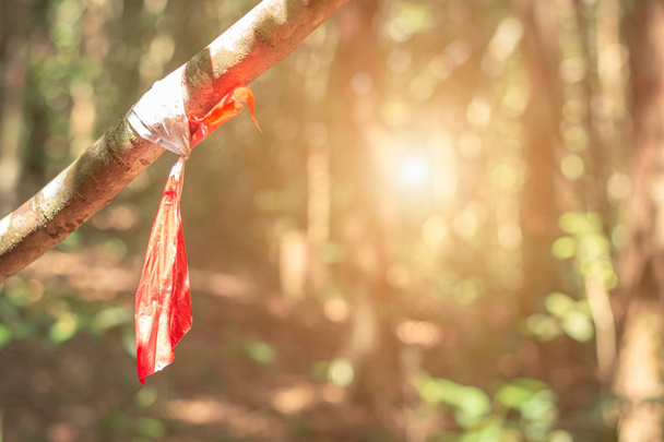 Красно-белая полосатая лента предосторожности связывается с деревом для исследователя в области исследования биоразнообразия. Ошибки в концепции woods
. - Фото, изображение