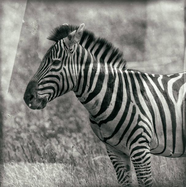 Зебры в Национальном парке Серенгети - Фото, изображение