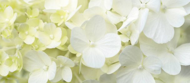 白いアジサイの花のパノラマの国境、バナー、結婚式のロマンチックな背景。平敷. - 写真・画像
