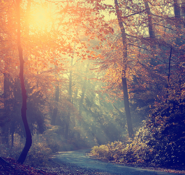 Vintage bosque de otoño
 - Foto, Imagen
