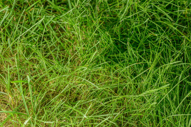 Green grass background after rain. Selective focus with shallow depth of field. - Foto, afbeelding