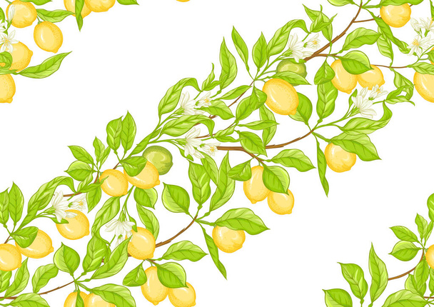 Lemon tree branch with lemons - Vector, imagen