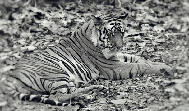 Бенгальський тигр у Бандгавгарському національному парку (Індія). - Фото, зображення