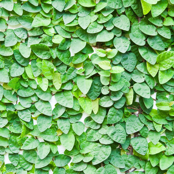 το πράσινο αναρριχητικό φυτό φυτό στον τοίχο για φόντο. - Φωτογραφία, εικόνα