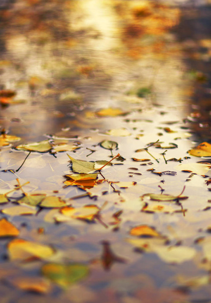 Árbol amarillo y rojo hojas otoñales, tono cálido hora dorada, profundidad de campo. Gran textura de temporada con el estado de ánimo de otoño. Naturaleza octubre fondo
. - Foto, imagen