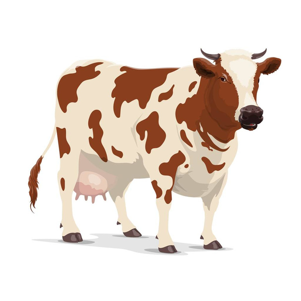 牛の農場の動物、白と茶色のハイファーの牛 - ベクター画像