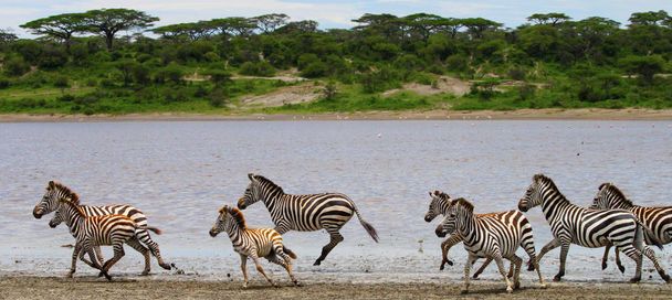 Зебры в Национальном парке Серенгети - Фото, изображение