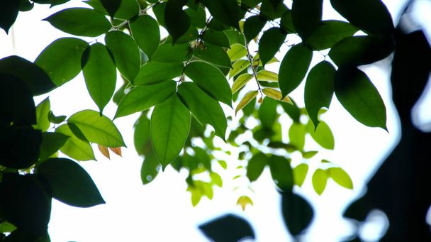  Close up beautiful view of nature green leaves on blurred greenery sky background  - Zdjęcie, obraz