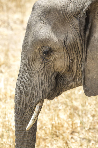 african elephant in a nature reserve in Tanzania - Photo, image