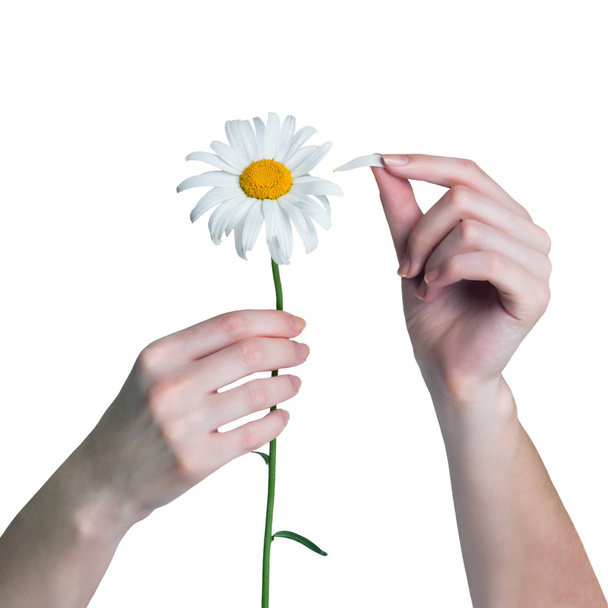 Woman guesses on a chamomile flower. Gir tears off petals of dai - Foto, Bild