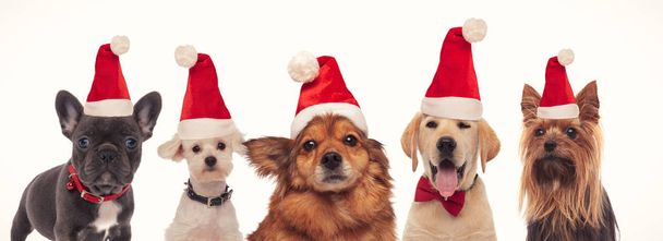 onnellinen ryhmä koiria yllään joulupukin hatut
 - Valokuva, kuva