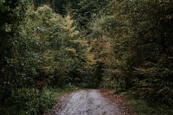 Cesta v horském lese - Fotografie, Obrázek