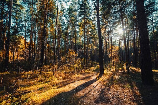 Niesamowity malowniczy krajobraz wczesnym rankiem w jesiennym lesie - Zdjęcie, obraz