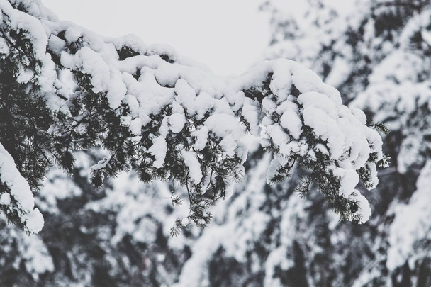téli erdő a hóban - Fotó, kép