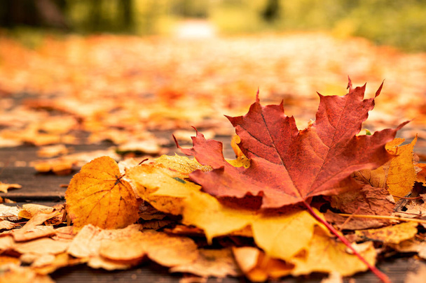 caído amarelo brilhante, vermelho e laranja folhas no caminho na floresta de outono em tempo ensolarado
 - Foto, Imagem