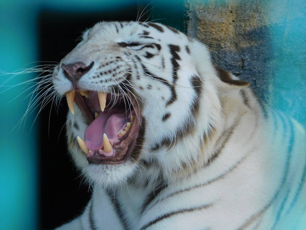 A cool white tiger poses in the photo .... opened its mouth and shows its sharp strong teeth ... the strength and courage of the animal is incredible ... 100% predator .. the coat is white and beautifully covered with black stripes ... - Photo, image