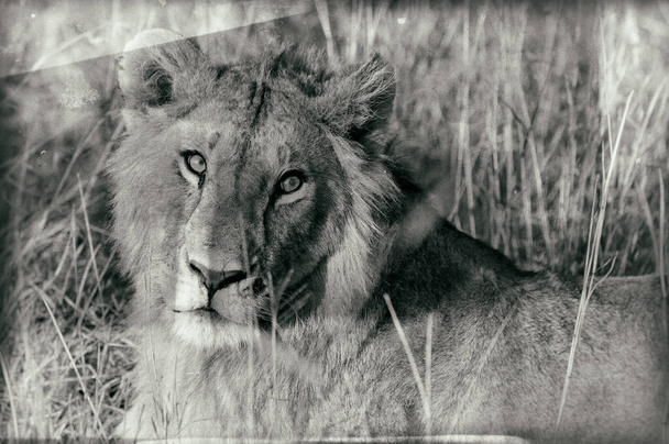 Immagine in stile vintage di un leone africano nel parco nazionale Maasai Mara, Kenya - Foto, immagini