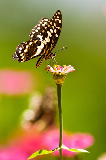 Hermosa mariposa descansa sobre una flor en el Parque Nacional del Lago Manyara, Tanzania
 - Foto, Imagen