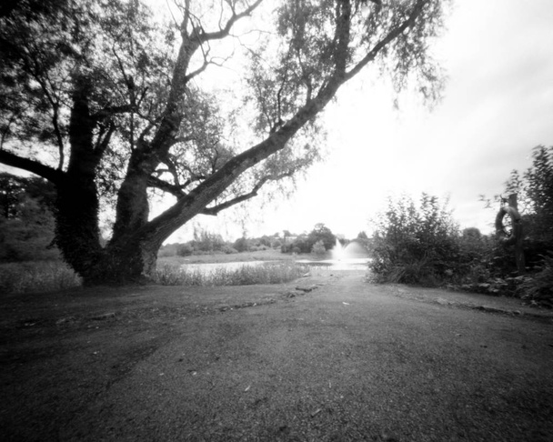 el árbol junto al lago - Esta cámara en blanco y negro obscura p
 - Foto, imagen