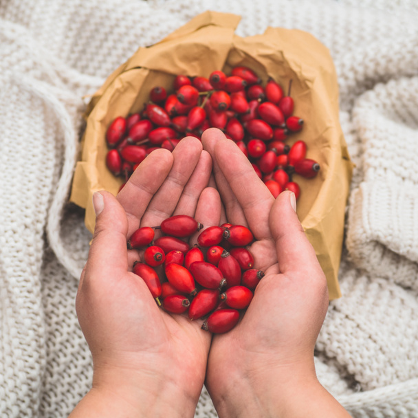 Freshly picked rose hips in the hands of a woman. Rose hip or rosehip, commonly known as the dog rose  - Photo, Image