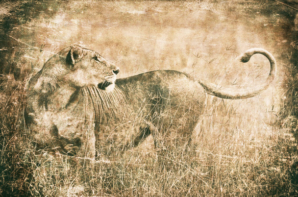 nuoria leijonia Nakurun kansallispuistossa, Keniassa - Valokuva, kuva