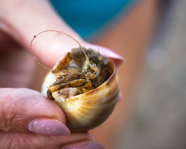Petit crabe ermite dans l'évier tenant une main féminine de près
 - Photo, image